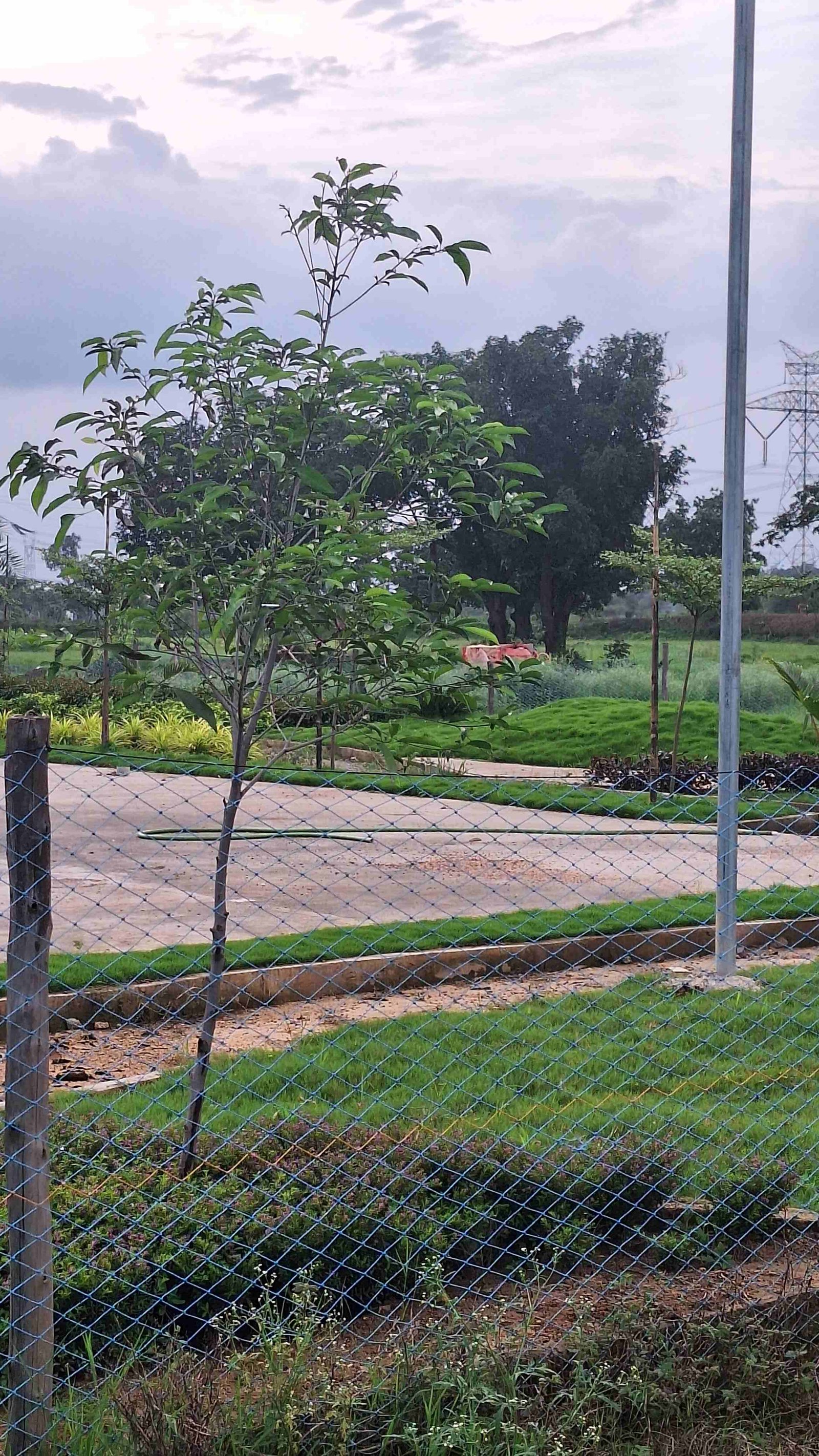 SAI MAYA